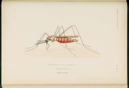 Image of Anopheles maculipennis Meigen 1818