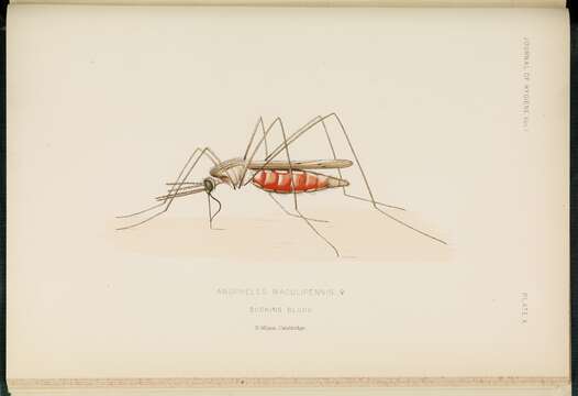 Image of Anopheles maculipennis Meigen 1818