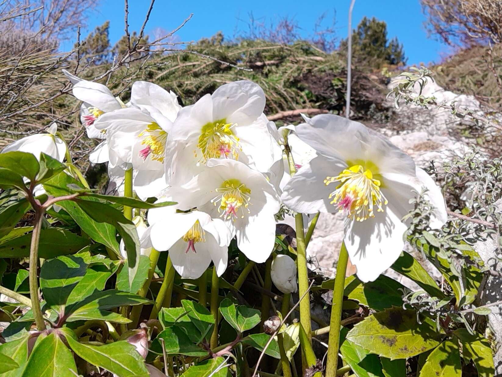 Image of black hellebore