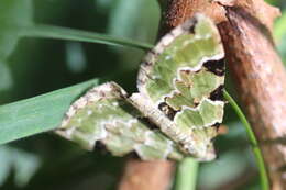 Image of green carpet