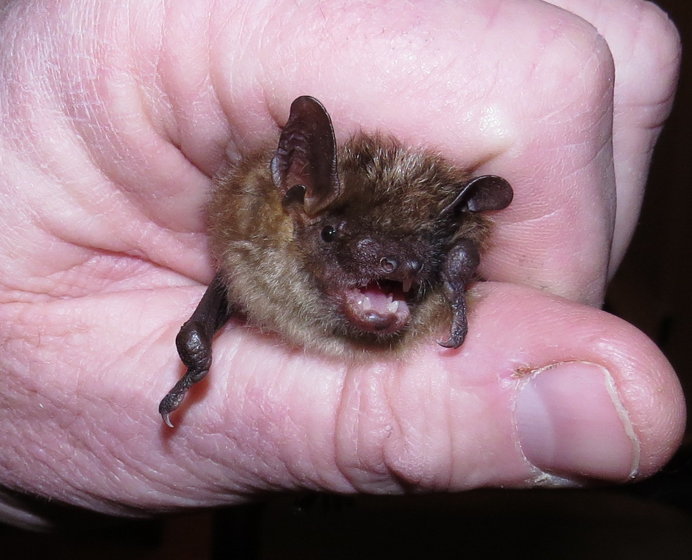 little brown bat shirt