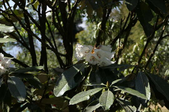 Imagem de Rhododendron grande Wight