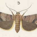 Image of Ichneutica erebia