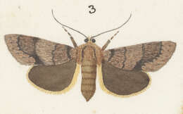 Image of Ichneutica erebia