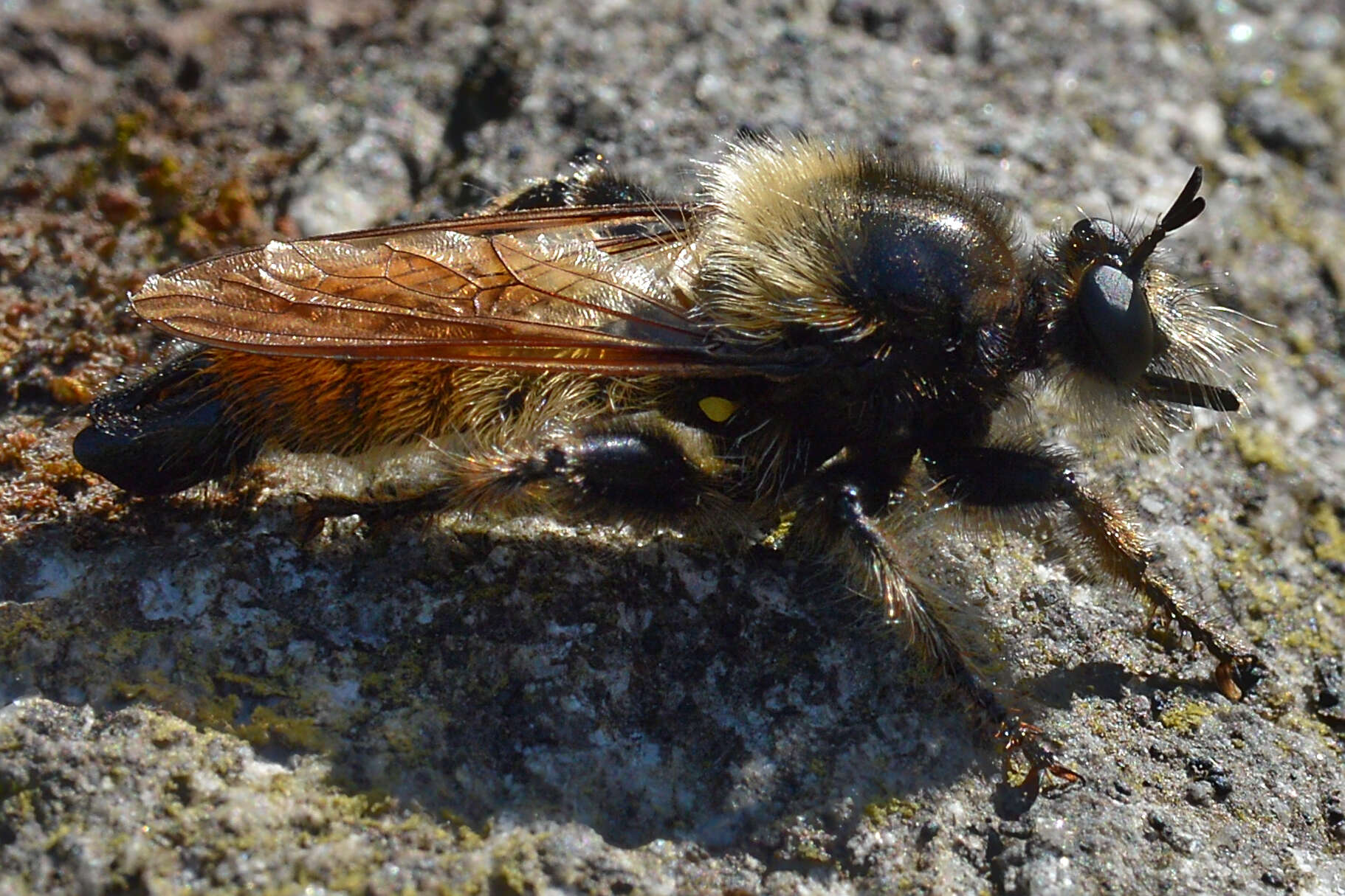 Imagem de Laphria flava (Linnaeus 1761)