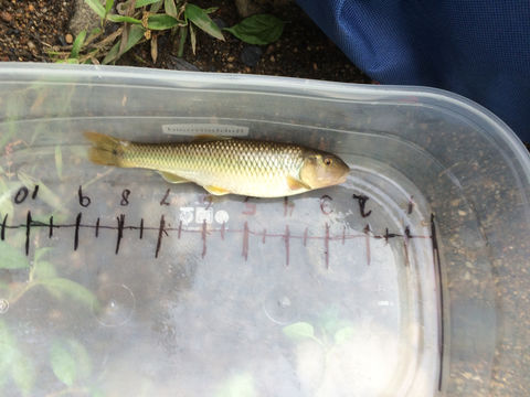 18.https www inaturalist org photos 2160816.580x360