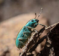 Image of Pine Needle Weevils