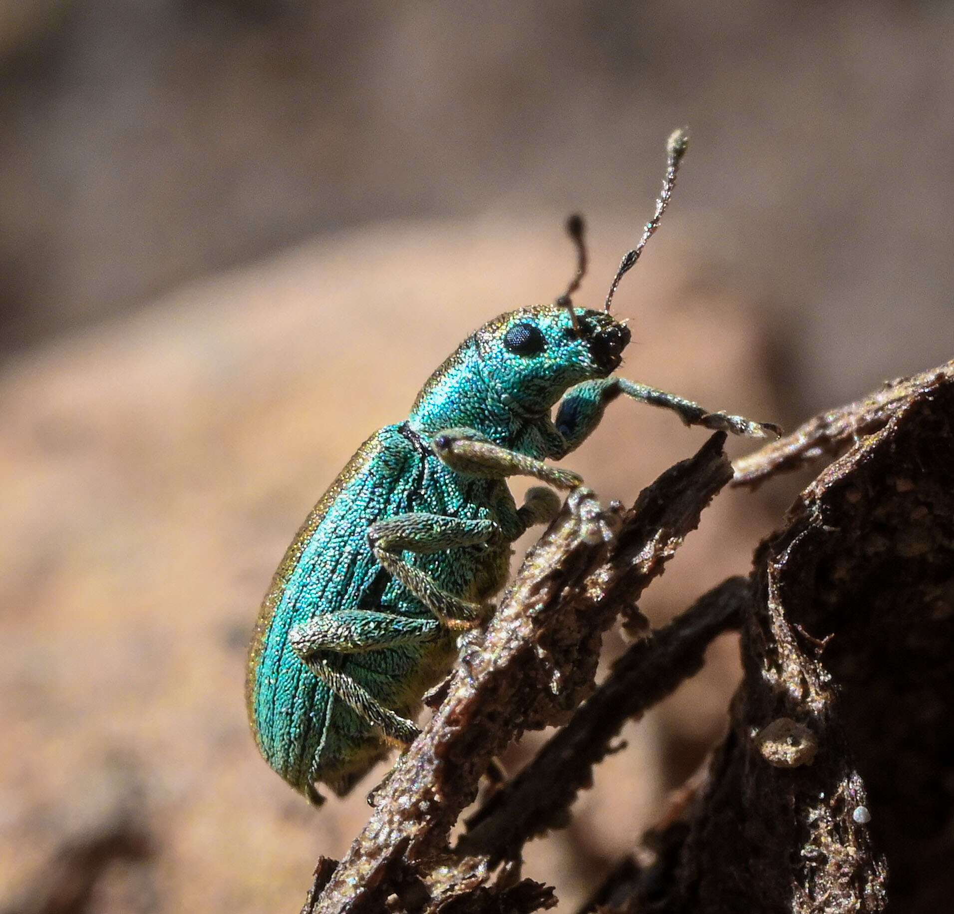 Image of Pine Needle Weevils