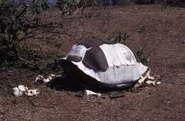 Image of Alcedo Volcano giant tortoise