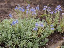 Image of Veronica cinerea Boiss. & Bal.