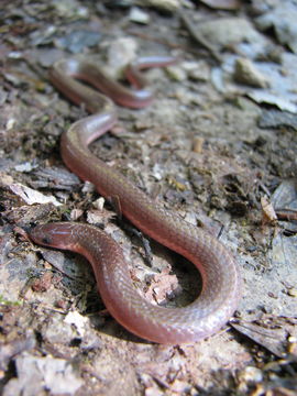 18.https www inaturalist org photos 216204.580x360
