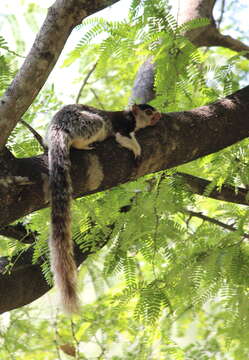 Image of Grizzled Giant Squirrel