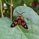 Image of Thyrassia penangae Moore 1859