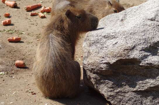 Image of Capybaras