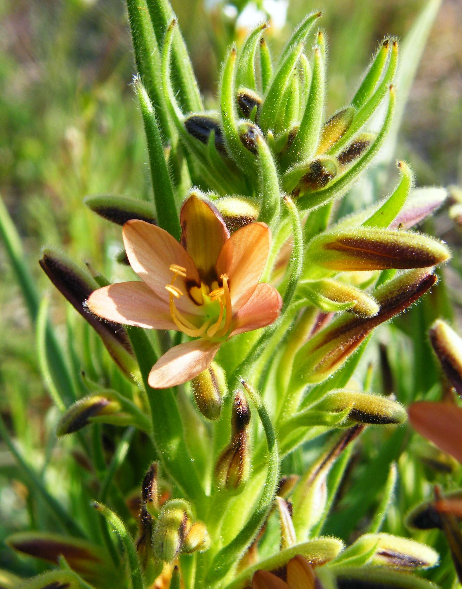 Image of Wachendorfia multiflora (Klatt) J. C. Manning & Goldblatt