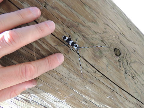 18.https www inaturalist org photos 2163222.580x360