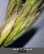 Image of Festuca rupicola Heuff.