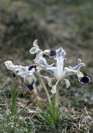 Imagem de Iris stenophylla Hausskn. ex Baker