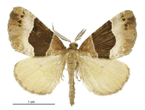 Plancia ëd Pseudocoremia pergrata Philpott 1930