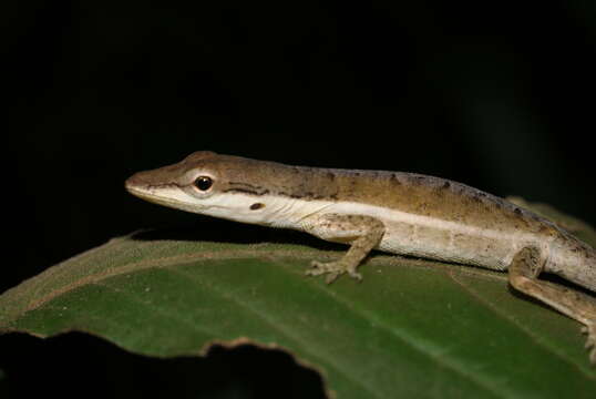 Image of Sharp-mouthed lizard