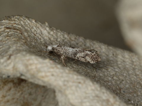 Image of <i>Paraswammerdamia albicapitella</i> (Scharfenberg 1805) Scharfenberg 1805