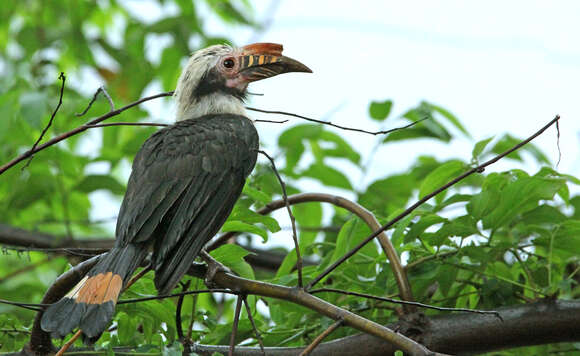 Image of Luzon Hornbill