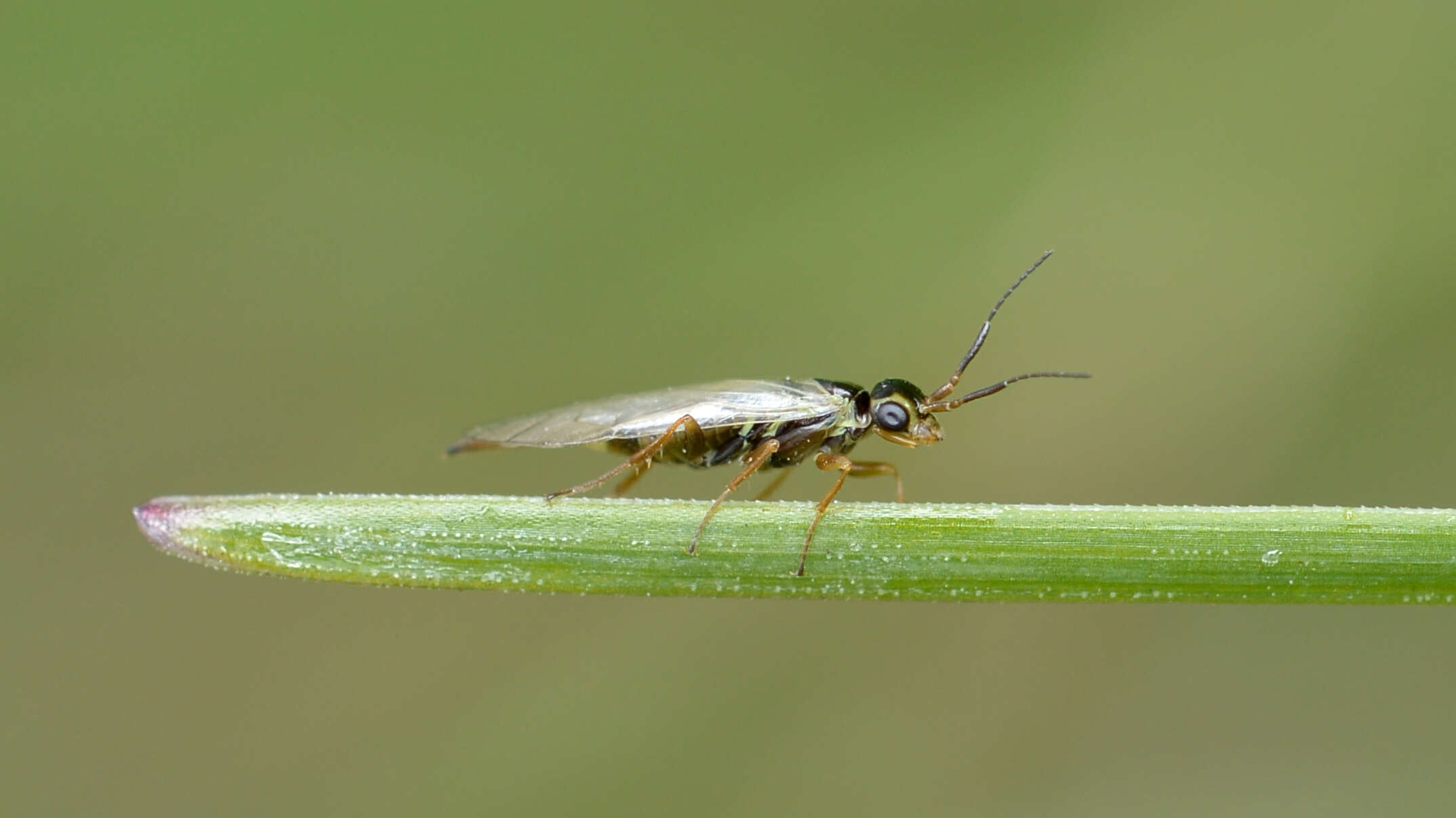 Image of xyelid sawflies