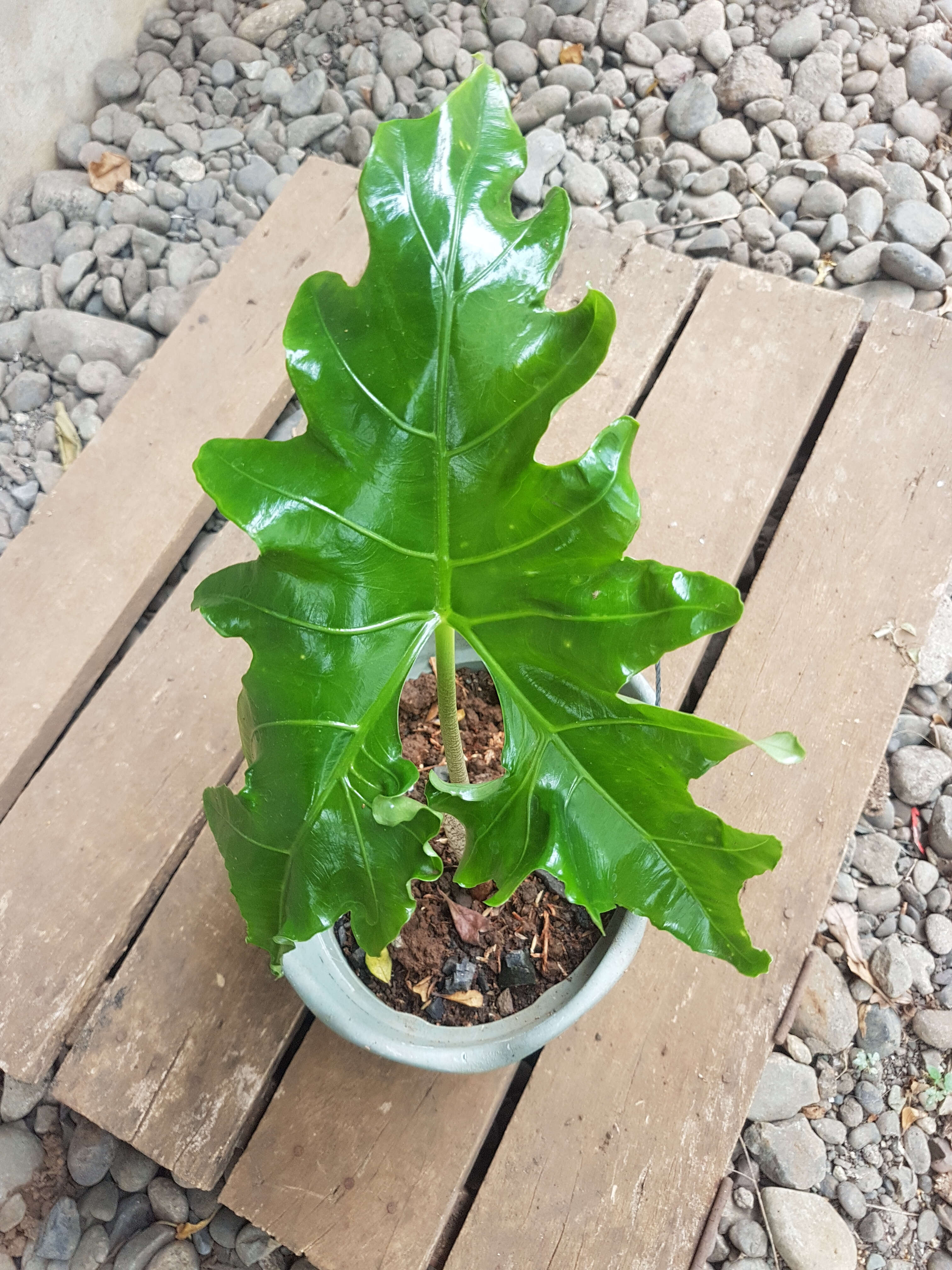 Image of Alocasia nycteris Medecilo, G. C. Yao & Madulid