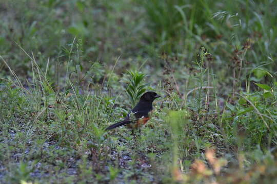 Image of Eastern Towhee