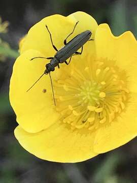 Image of Oedemera lurida