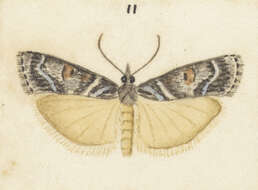 Image of Scoparia petrina Meyrick