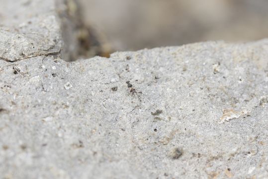 18.https www inaturalist org photos 2165903.580x360