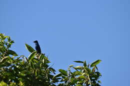 Image of Indigo Bunting