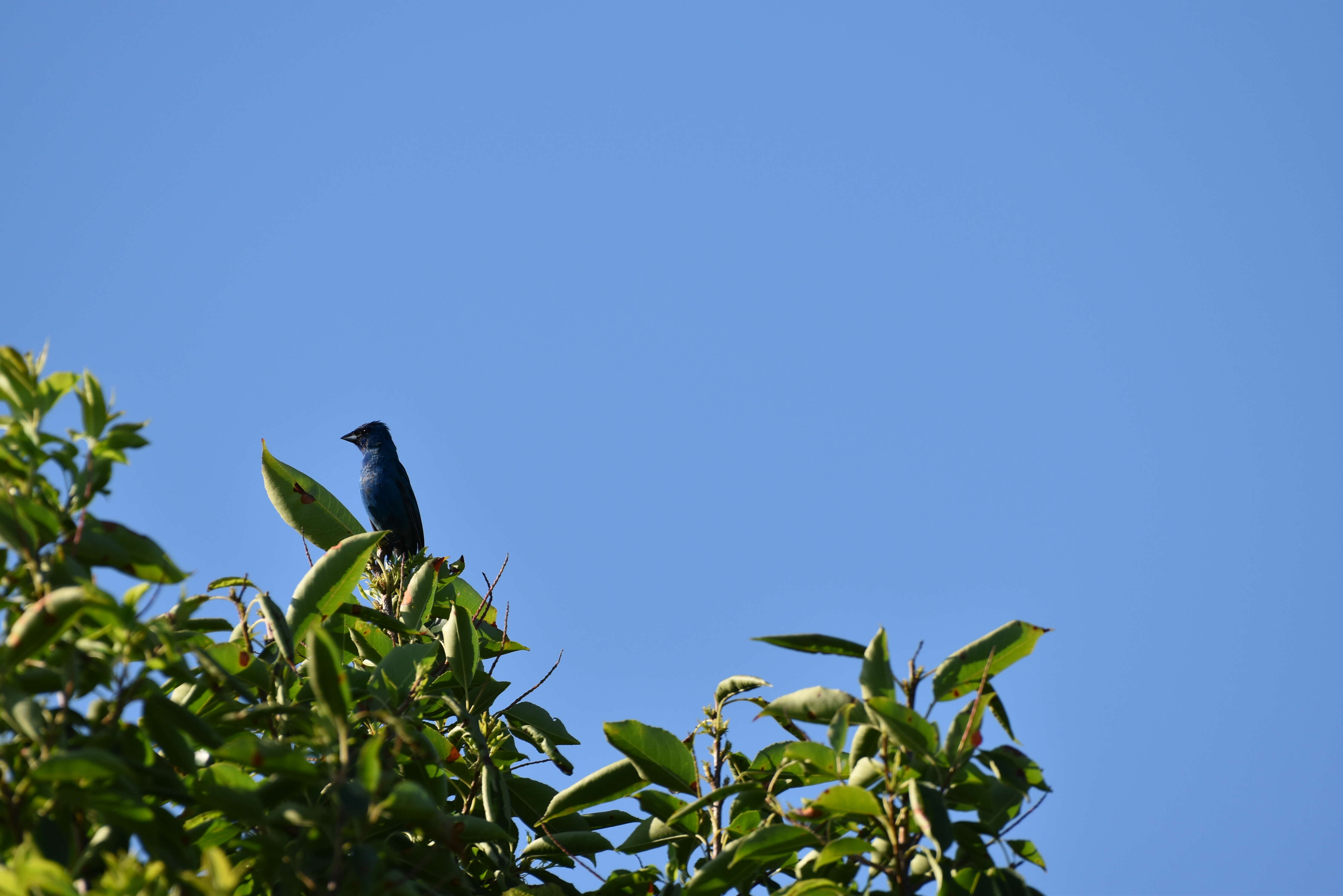 Image of Indigo Bunting