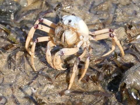 Image of Light-blue Soldier Crab