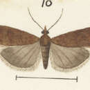 Image of Scoparia parachalca Meyrick 1901