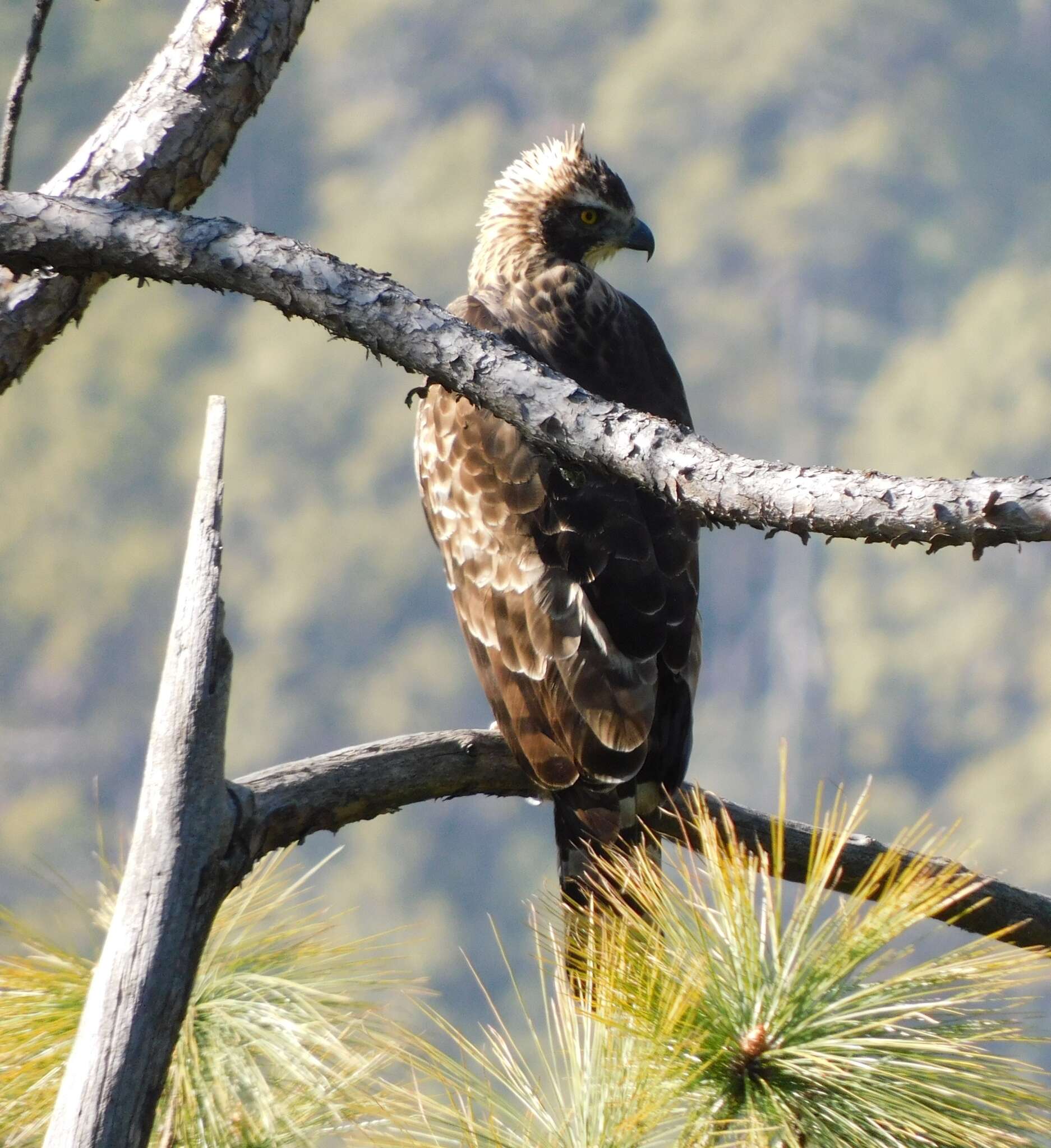 Nisaetus nipalensis Hodgson 1836 resmi