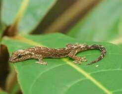 Image of Common Smooth-Scaled Gecko