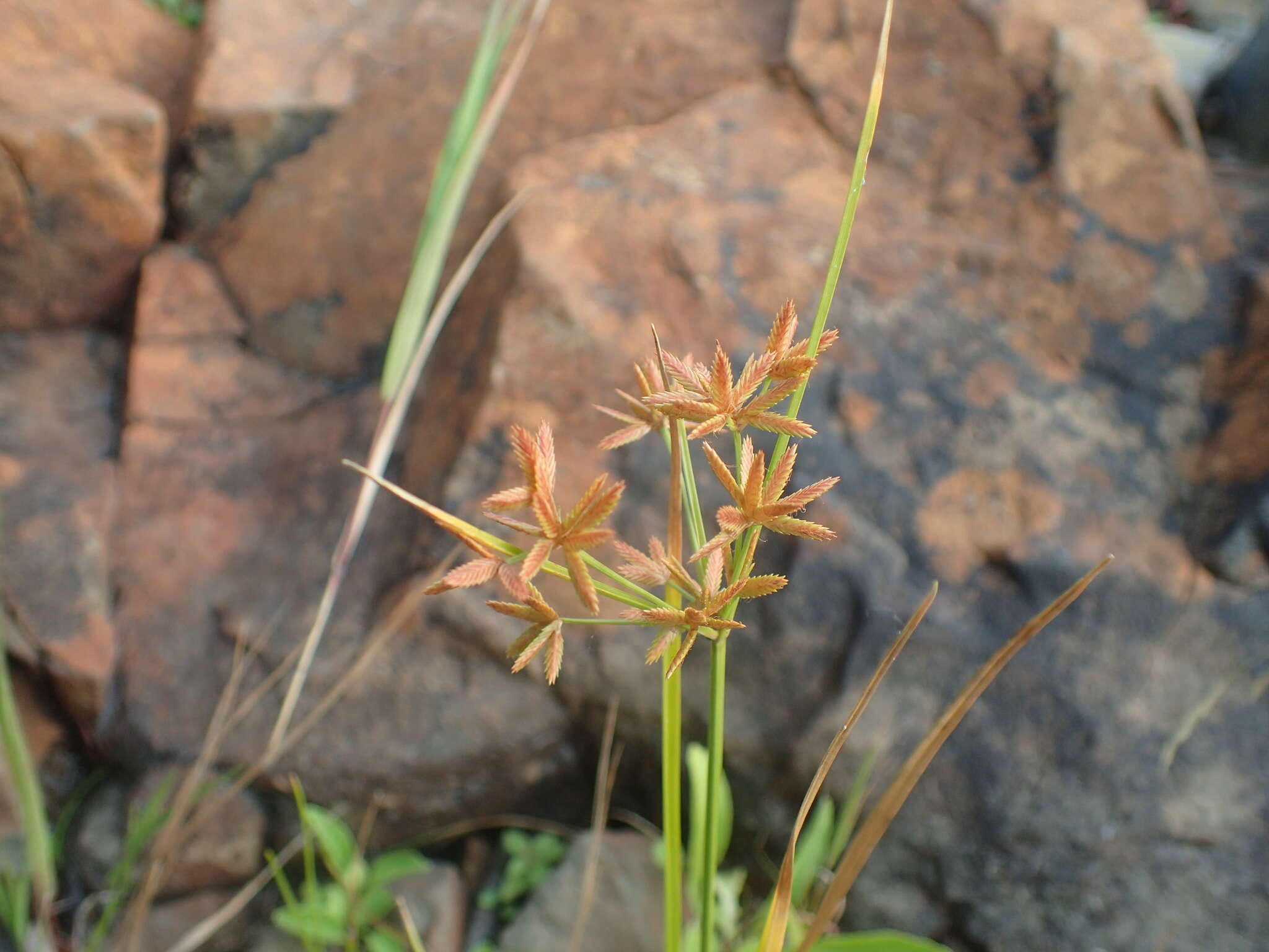 Image of Dentate umbrella sedge