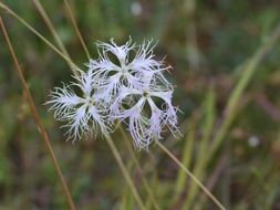 Image of <i>Dianthus superbus</i>
