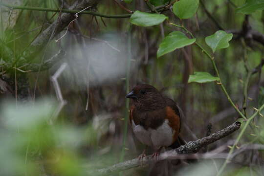 Image of Eastern Towhee