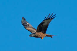 Image of Red Kite