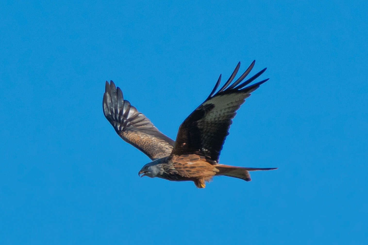 Image of Red Kite