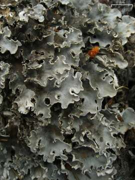 Image of Field dog-lichen;   Felt lichen