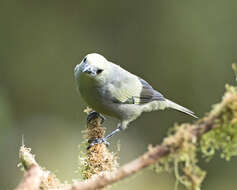 Image of Palm Tanager