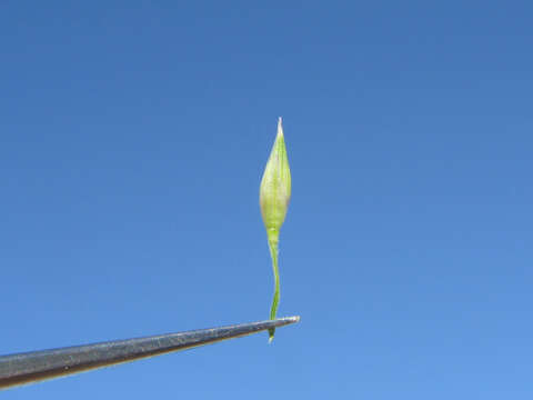 Imagem de Panicum queenslandicum Domin