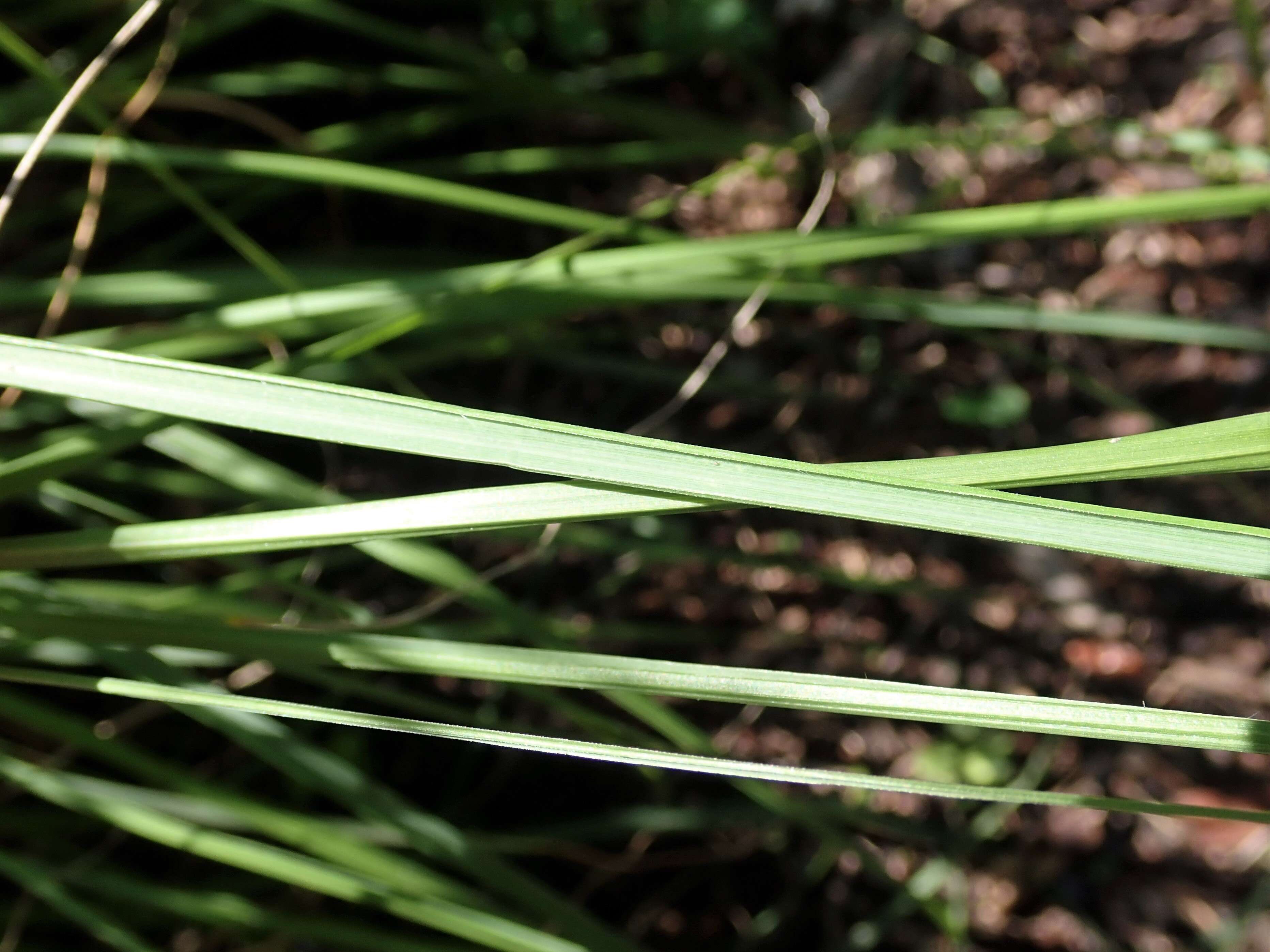 Imagem de Pennisetum alopecuroides