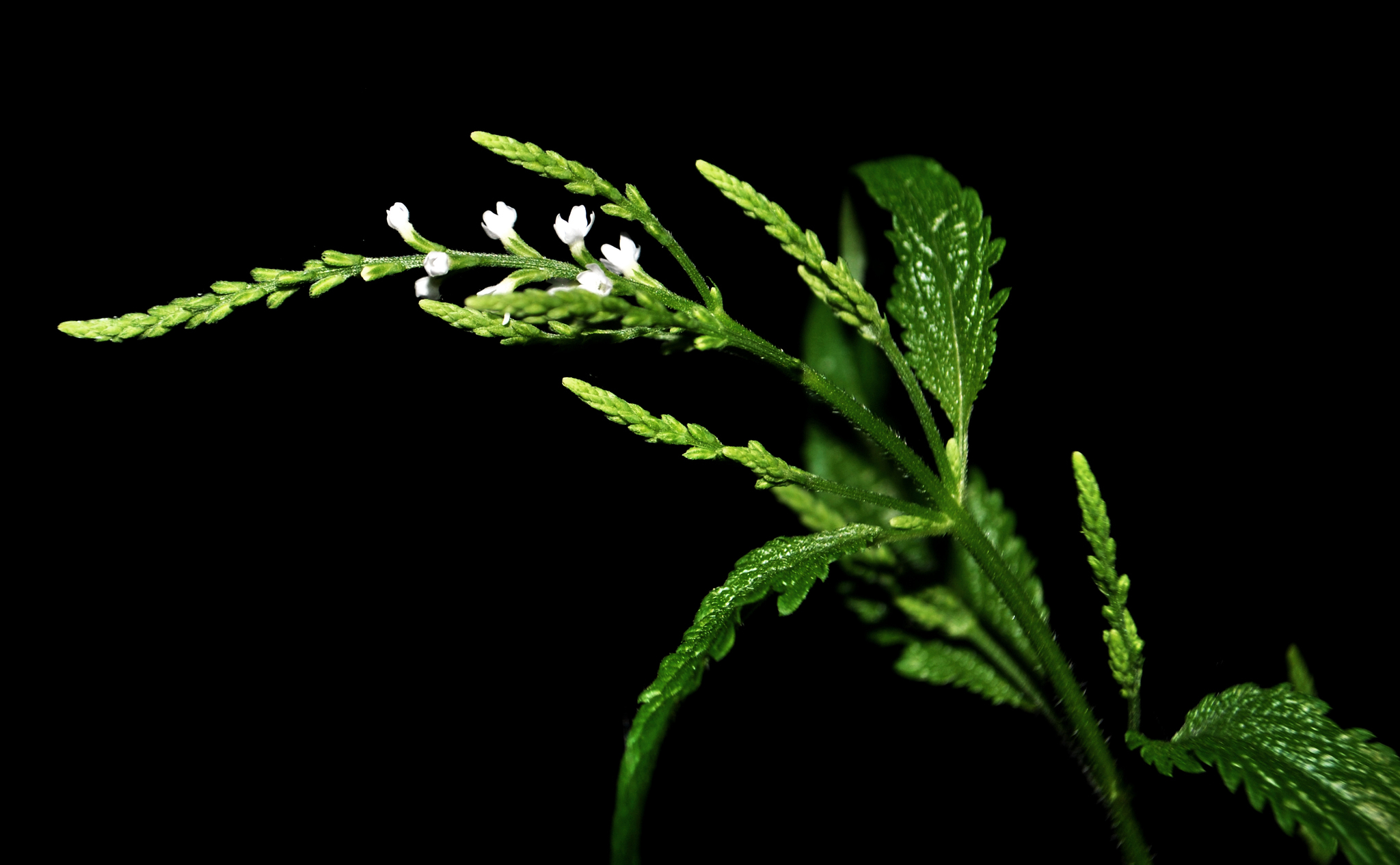 Image of <i>Verbena urticifolia</i>