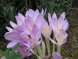 Image of Colchicum lusitanum Brot.