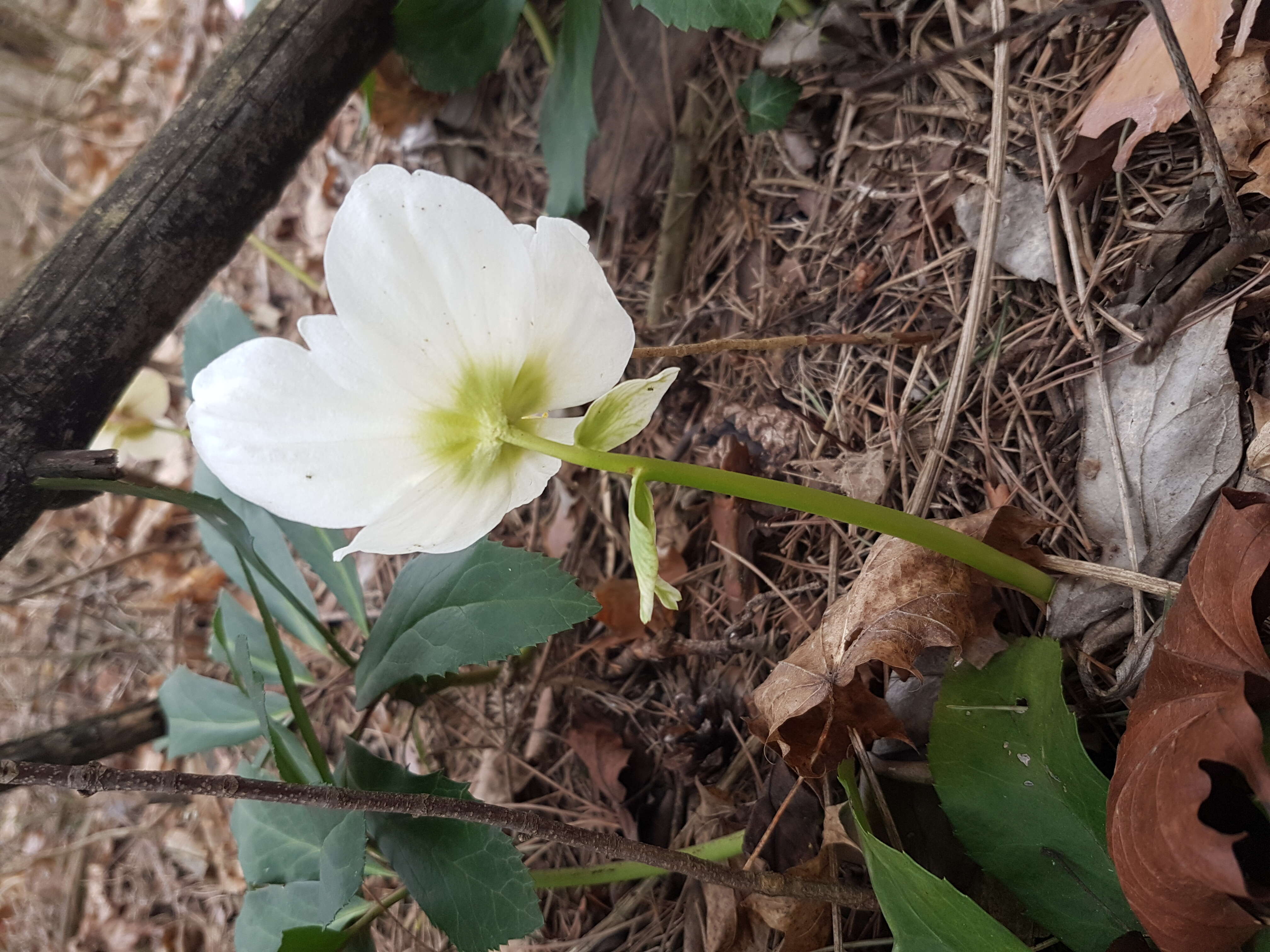 Image of black hellebore